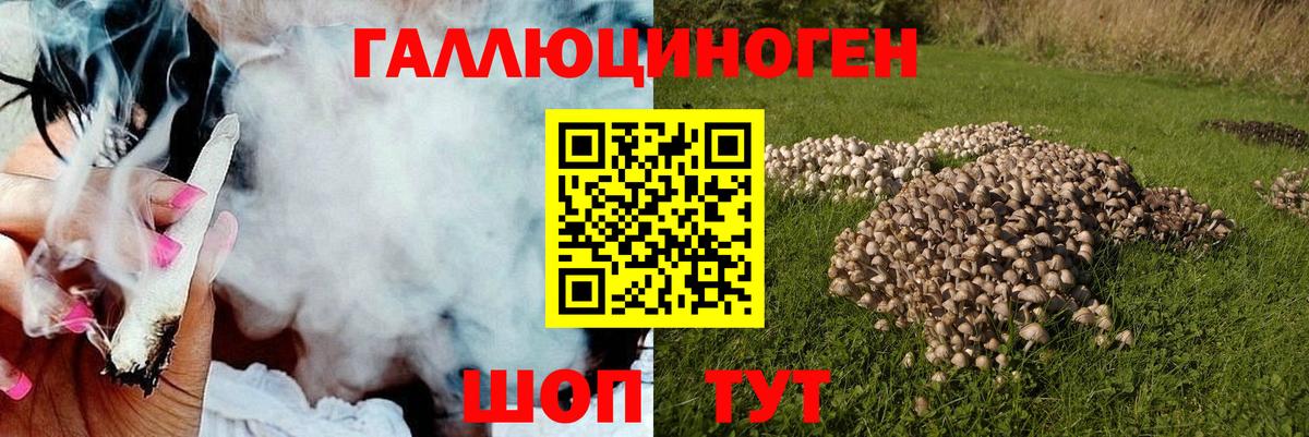 Галлюциногенные грибы Psilocybe Апшеронск